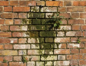 Alger og mos på fliser kræver algebehandling.